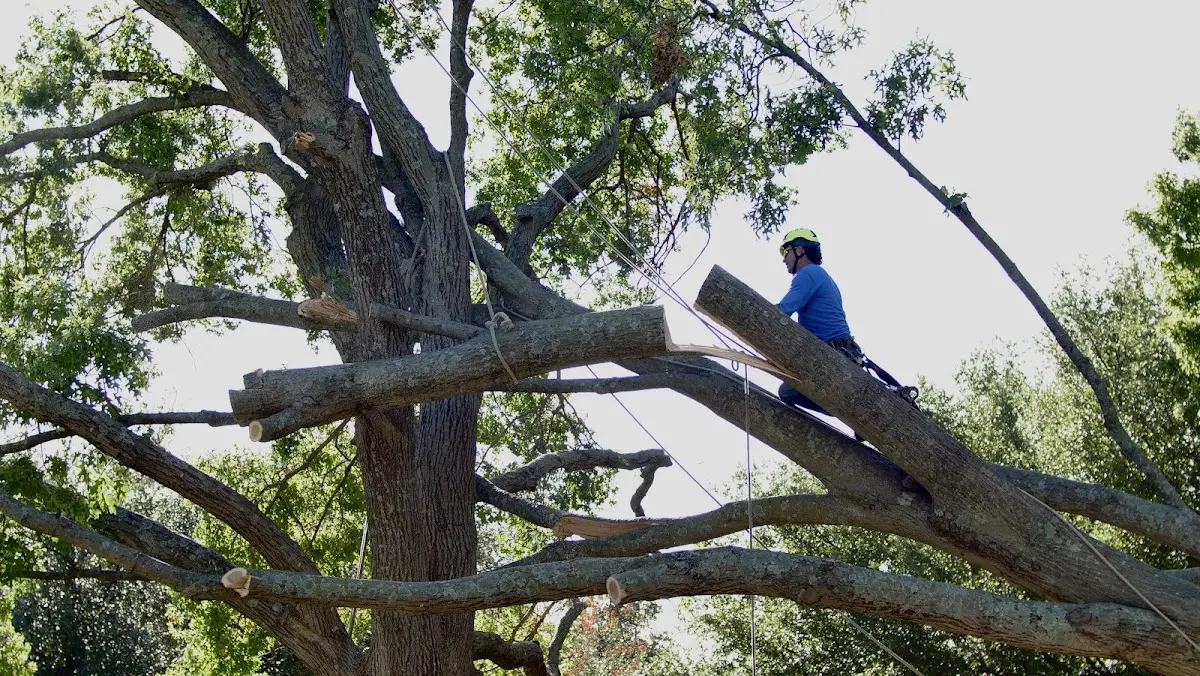 Professional Hazardous Tree Removal performed by certified arborists in Adelphi